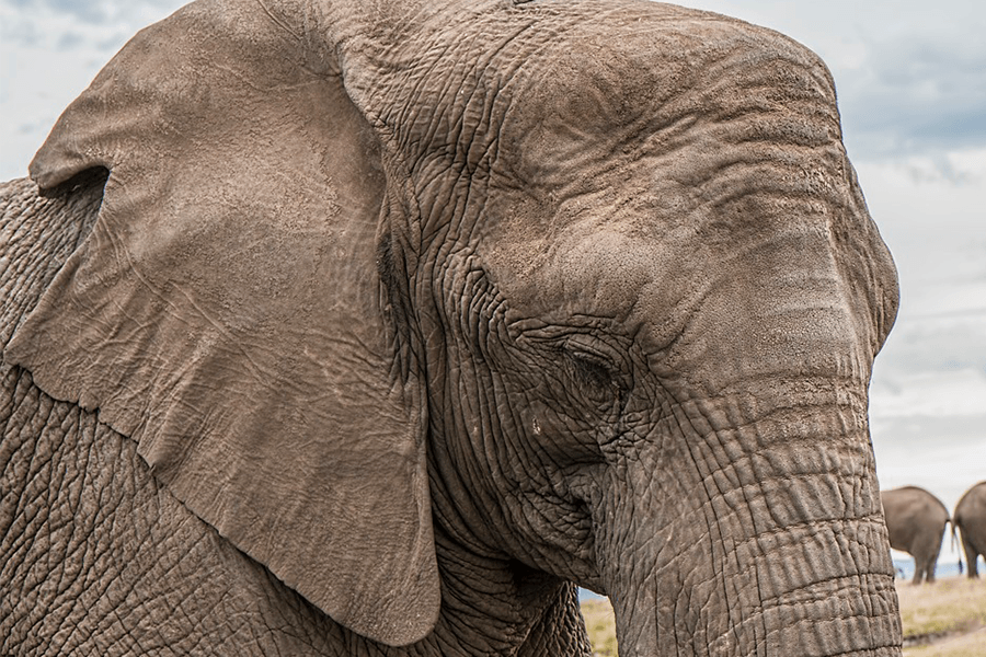 Elephants Are Losing Their Homes and They Need Your Help