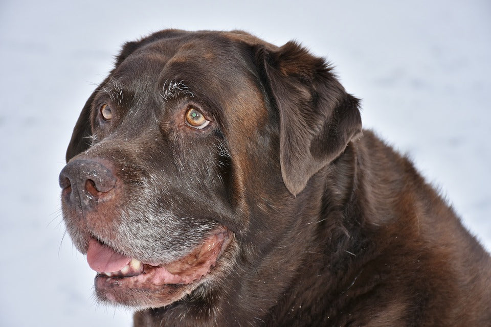 How You and Senior Pets Can Heal Together