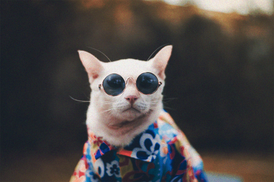 Why Is Your Cat A Psychic?